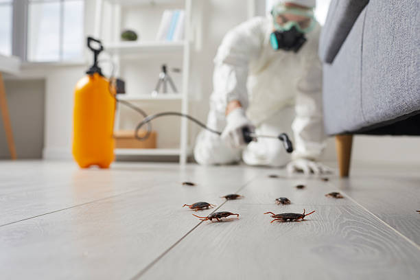 Commercial Rodent Management in Boronda